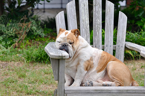 Perro en silla Adirondack