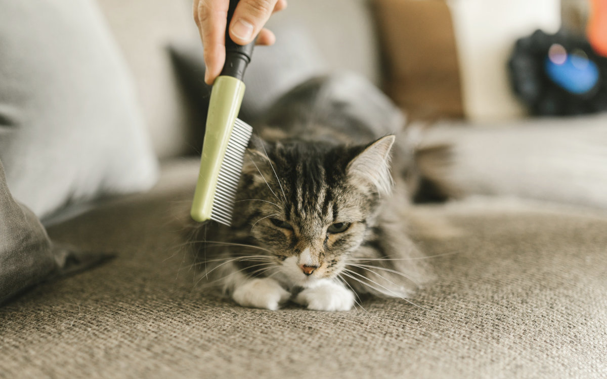 Consejos para limpiar el pelo de las mascotas de casa