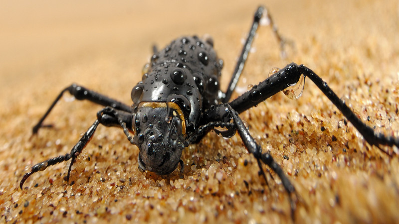 escarabajo de namibia | Jardinería: AirDrop, el Sistema de Riego para Zonas Desérticas | Inteligencia Doméstica